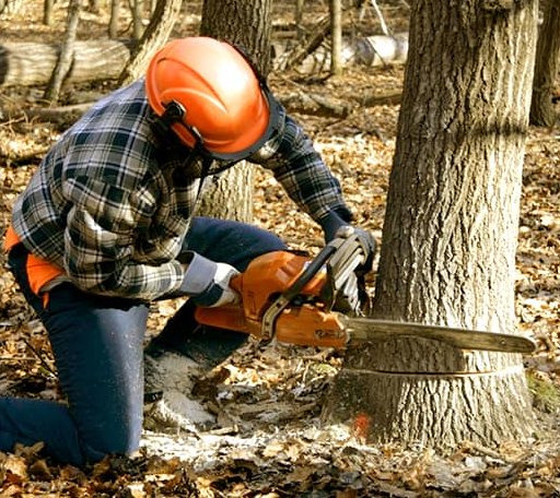 Tree Removal in Sandown, NH